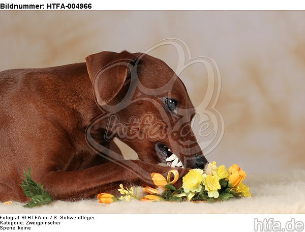 Rehpinscher / miniature pinscher / HTFA-004966