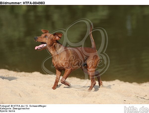 Rehpinscher / miniature pinscher / HTFA-004983