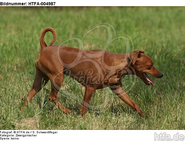 Rehpinscher / miniature pinscher / HTFA-004987