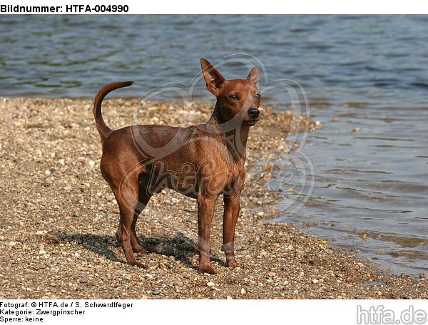 Rehpinscher / miniature pinscher / HTFA-004990