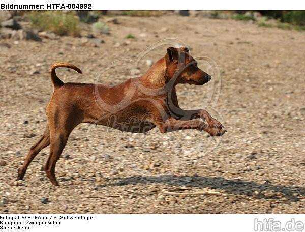 Rehpinscher / miniature pinscher / HTFA-004992