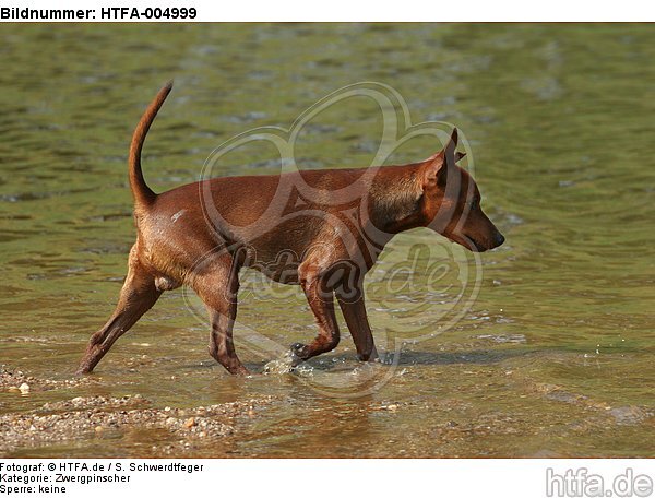 Rehpinscher / miniature pinscher / HTFA-004999