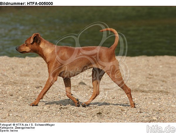 Rehpinscher / miniature pinscher / HTFA-005000