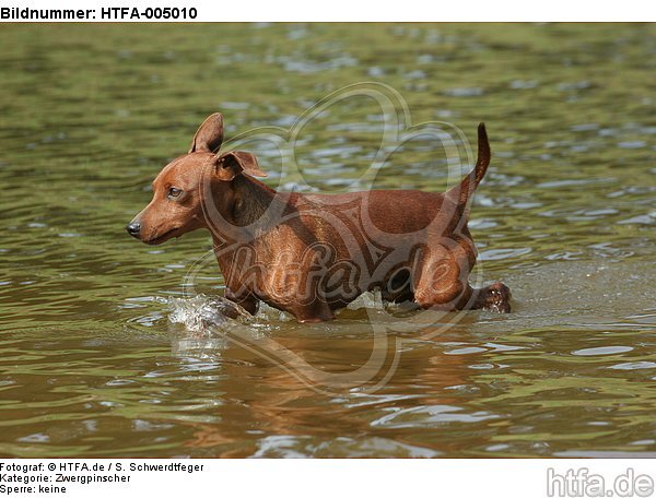 Rehpinscher / miniature pinscher / HTFA-005010