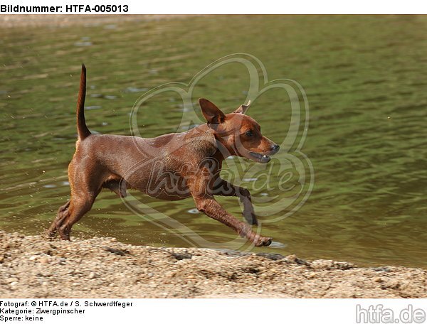 Rehpinscher / miniature pinscher / HTFA-005013