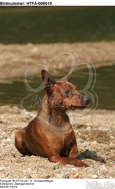 Rehpinscher / miniature pinscher / HTFA-005019