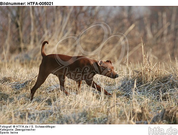 Rehpinscher / miniature pinscher / HTFA-005021