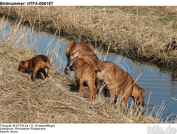 Ridgeback Ridgebacks und Rehpinscher / ridgeback ridgebacks and miniature pinscher / HTFA-006157