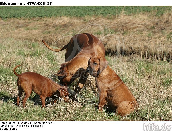 Ridgeback Ridgebacks und Zwergpinscher / ridgeback ridgebacks and miniature pinscher / HTFA-006197