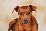 Rehpinscher / miniature pinscher