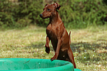 Rehpinscher / miniature pinscher