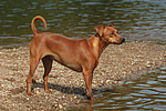 Rehpinscher / miniature pinscher