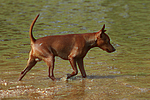 Rehpinscher / miniature pinscher