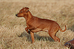 Rehpinscher / miniature pinscher