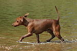 Rehpinscher / miniature pinscher