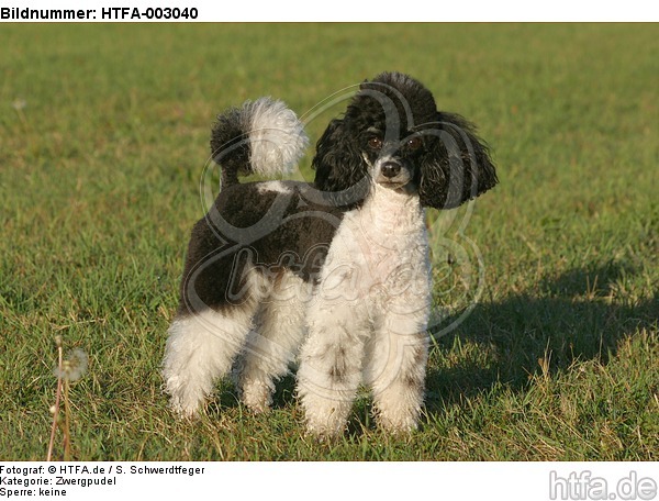 Zwergpudel / toy poodle / HTFA-003040