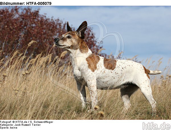 Jack Russell Terrier / HTFA-005079