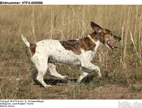 Jack Russell Terrier / HTFA-005086