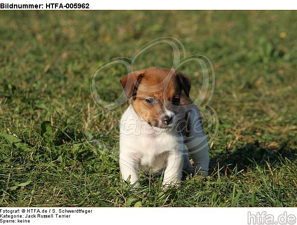 Jack Russell Terrier Welpe / jack russell terrier puppy / HTFA-005962