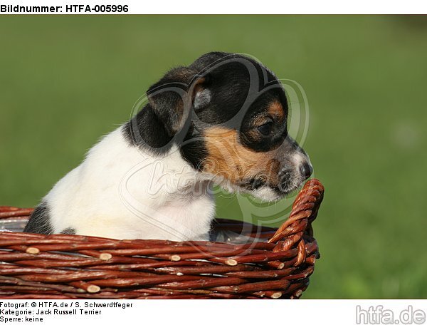 Jack Russell Terrier Welpe / jack russell terrier puppy / HTFA-005996