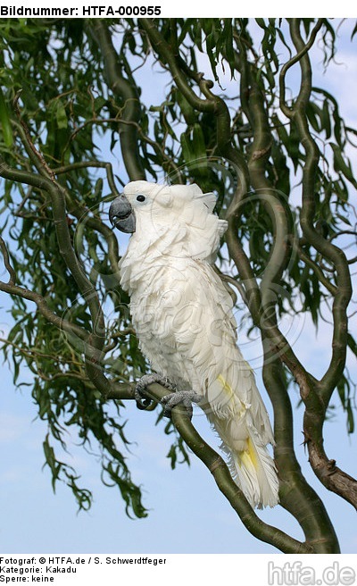 Kakadu / cockatoo / HTFA-000955