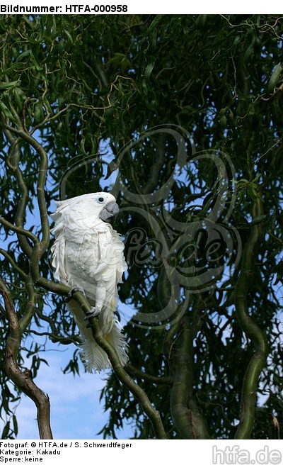 Kakadu / cockatoo / HTFA-000958