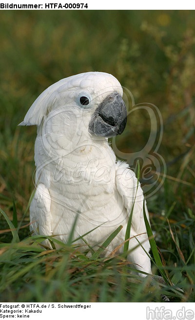 Kakadu im Gras / cockatoo in grass / HTFA-000974