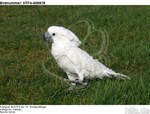 Kakadu im Gras / cockatoo in grass / HTFA-000978