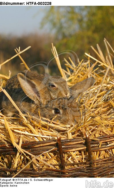 Kaninchen / bunnies / HTFA-003228