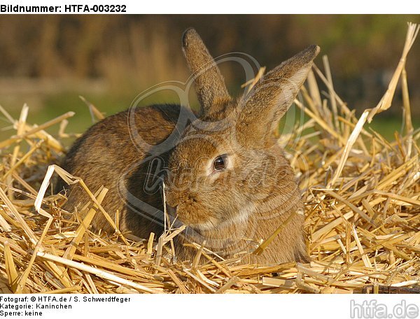 Kaninchen / bunny / HTFA-003232