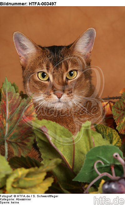 Abessinier / abyssinian cat / HTFA-003497