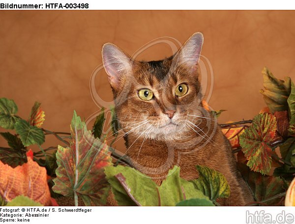 Abessinier / abyssinian cat / HTFA-003498