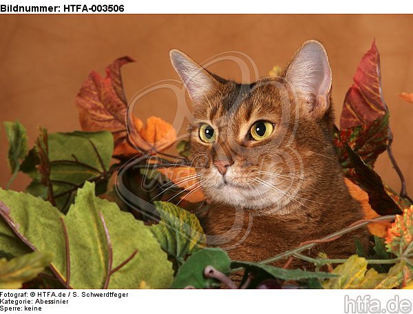 Abessinier / abyssinian cat / HTFA-003506