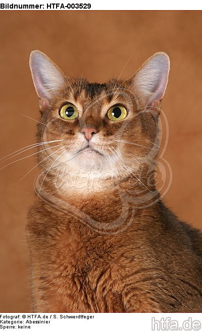 Abessinier / abyssinian cat / HTFA-003529