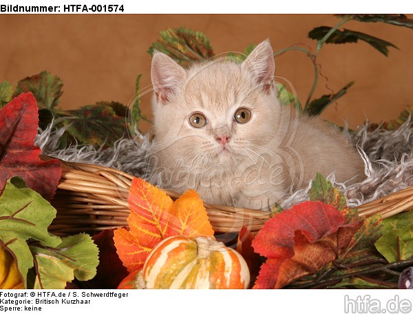 Britisch Kurzhaar Kätzchen / british shorthair kitten / HTFA-001574