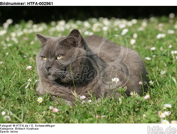Britisch Kurzhaar Kätzchen / british shorthair kitten / HTFA-002961