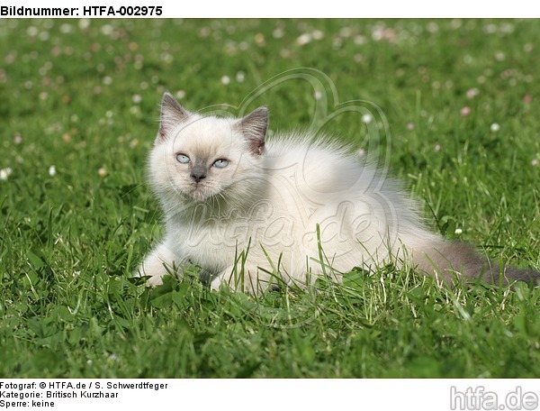 Britisch Kurzhaar Kätzchen / british shorthair kitten / HTFA-002975