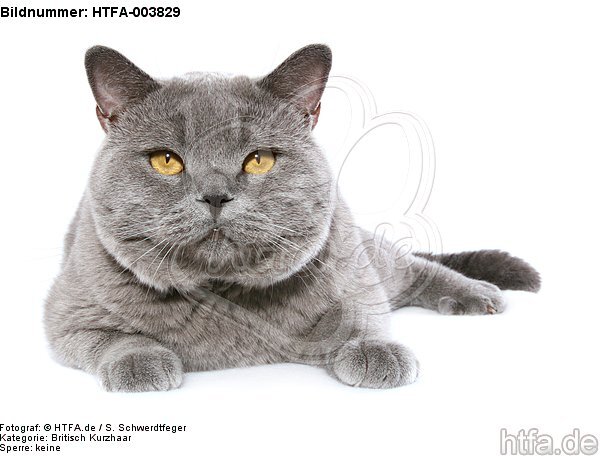 Britisch Kurzhaar / british shorthair / HTFA-003829