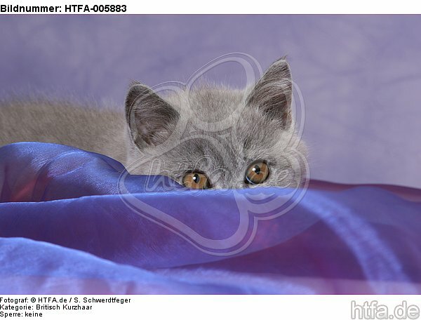 Britisch Kurzhaar Kätzchen / british shorthair kitten / HTFA-005883