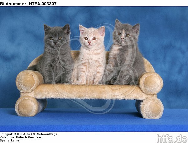 Britisch Kurzhaar Kätzchen / british shorthair kitten / HTFA-006307