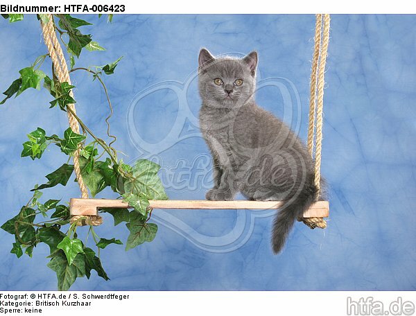 Britisch Kurzhaar Kätzchen / british shorthair kitten / HTFA-006423