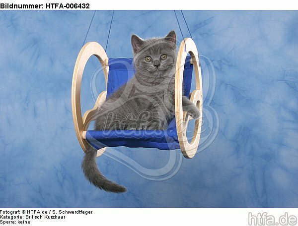 Britisch Kurzhaar Kätzchen / british shorthair kitten / HTFA-006432