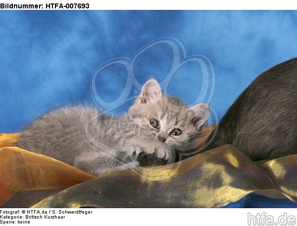 Britisch Kurzhaar Kätzchen / british shorthair kitten / HTFA-007693
