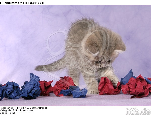 Britisch Kurzhaar Kätzchen / british shorthair kitten / HTFA-007716