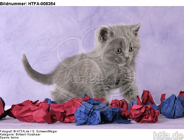 stehendes Britisch Kurzhaar Kätzchen / standing british shorthair kitten / HTFA-008354