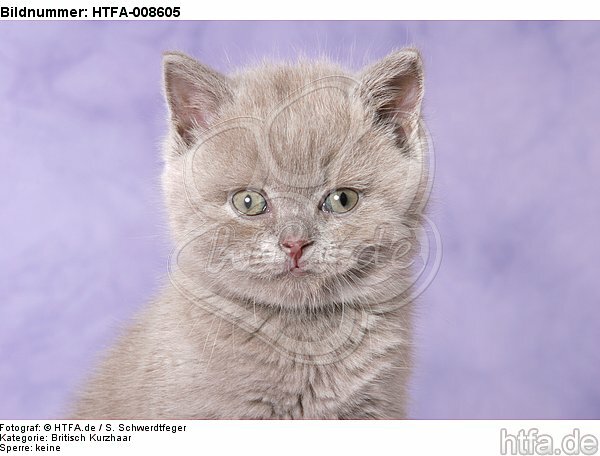 Britisch Kurzhaar Kätzchen Portrait / british shorthair kitten portrait / HTFA-008605