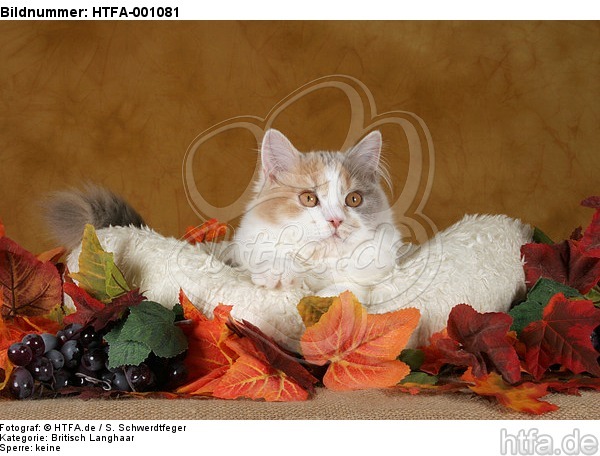 Britisch Langhaar Portrait / Highlander portrait / HTFA-001081