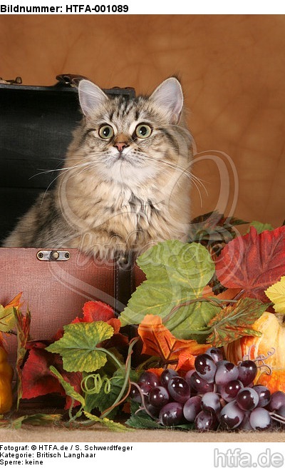 Britisch Langhaar Portrait / Highlander portrait / HTFA-001089