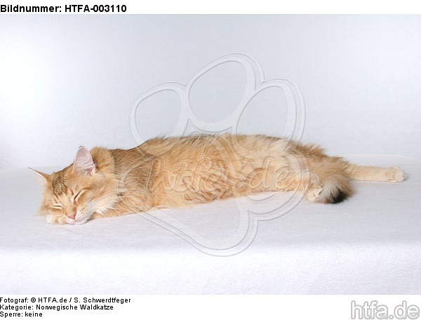 Norwegische Waldkatze / norwegian forestcat / HTFA-003110