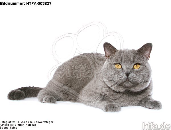 Britisch Kurzhaar / british shorthair / HTFA-003827